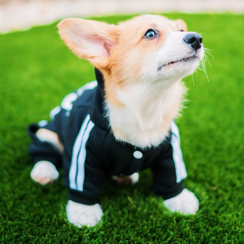 Adidog "Hoodie"